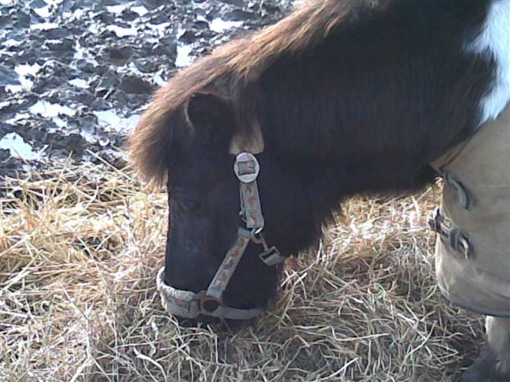 Shetlænder Nicolai R.I.P MISS YOU <3 billede 1