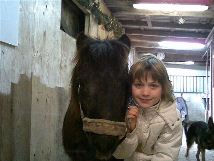 Shetlænder Nicolai R.I.P MISS YOU <3 billede 2