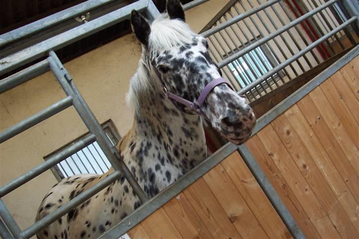 Appaloosa Ilja - R.I.P - #20. Sidste billede - farvel (: billede 18