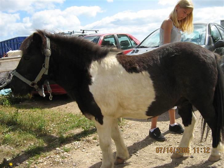Shetlænder Nicolai R.I.P MISS YOU <3 billede 3
