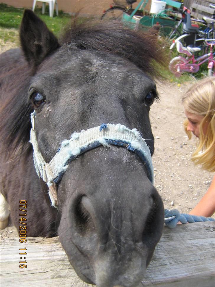 Shetlænder Nicolai R.I.P MISS YOU <3 billede 4