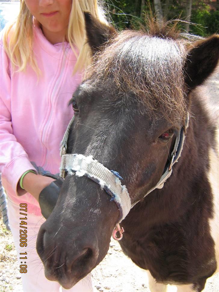 Shetlænder Nicolai R.I.P MISS YOU <3 billede 5