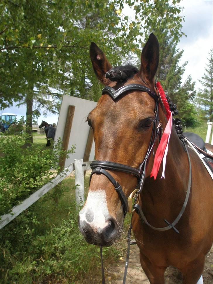 Irsk Sportspony Irish Knock Out  SOLGT:'( - 1 plads LC2 <3<3 Foto mig billede 11