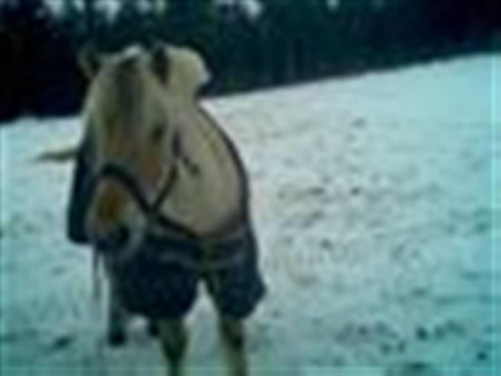 Fjordhest Prins ( kaldet Oliver ) - Hjemme på folden:) billede 10