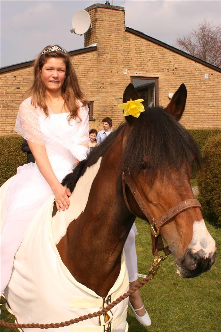 Irsk Sportspony Irish Knock Out  SOLGT:'( - konfirmation hjemme hos mig :D Foto onkel  billede 12