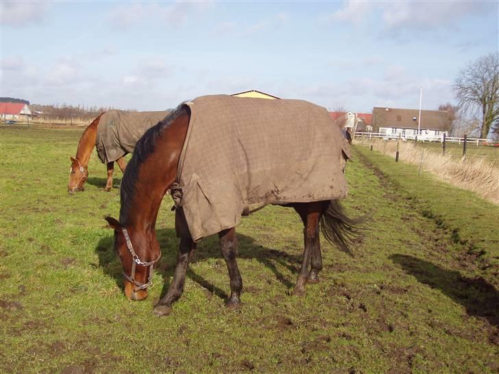 Traver Hanibal *Solgt* - Min banihal <3  billede 6