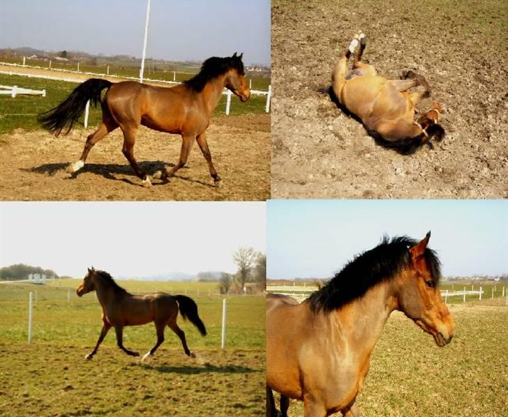 Anden særlig race Mr Champ billede 10