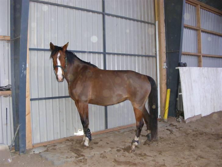 Dansk Varmblod Camille - Mille i hallen  billede 1