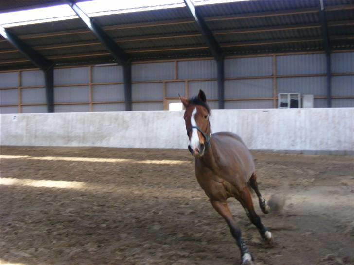 Dansk Varmblod Camille - Mille i fri galop  billede 2