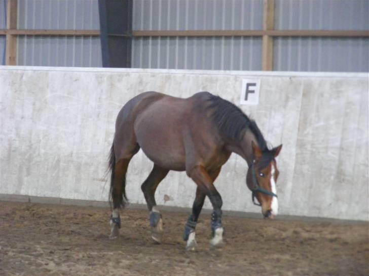 Dansk Varmblod Camille - Mille i kort trav billede 3