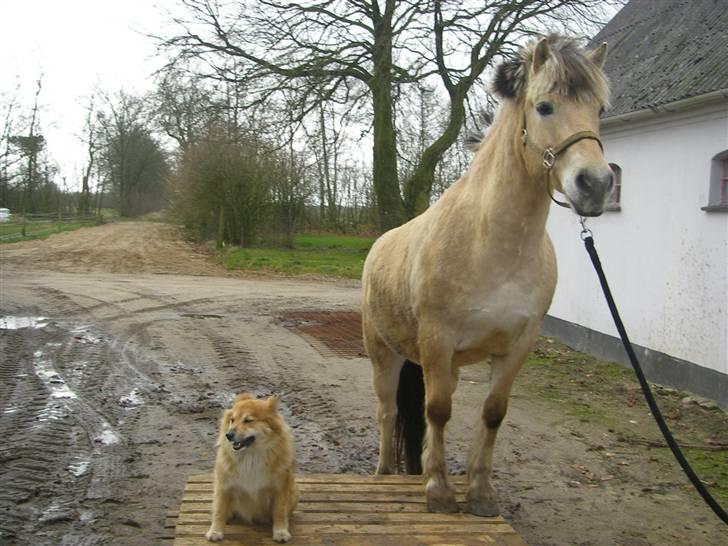 Fjordhest Klaus billede 8