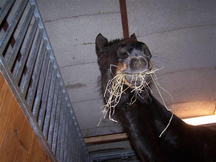 Anden særlig race Tyra - Tyra gumler hø i boksen! billede 7