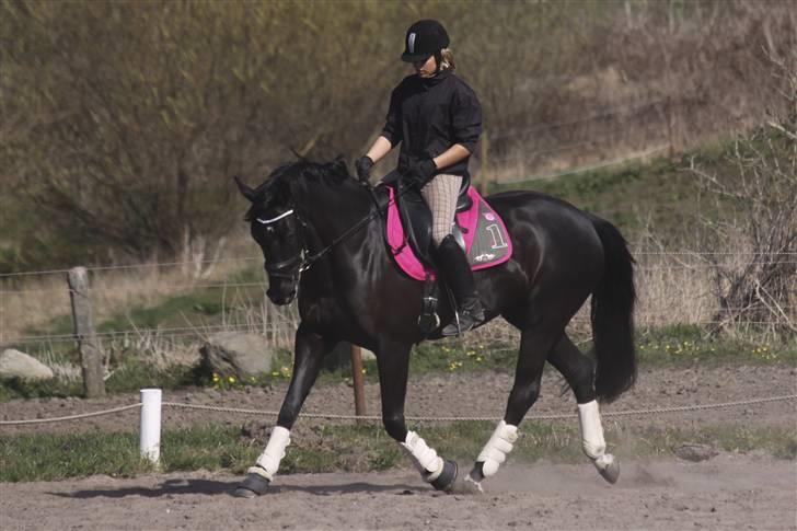 Dansk Varmblod Naia R.I.P   08-07-2010 - er hun ikk fin <3 billede 2