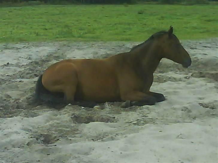 Anden særlig race Dücell - Blevet lidt træt. billede 10