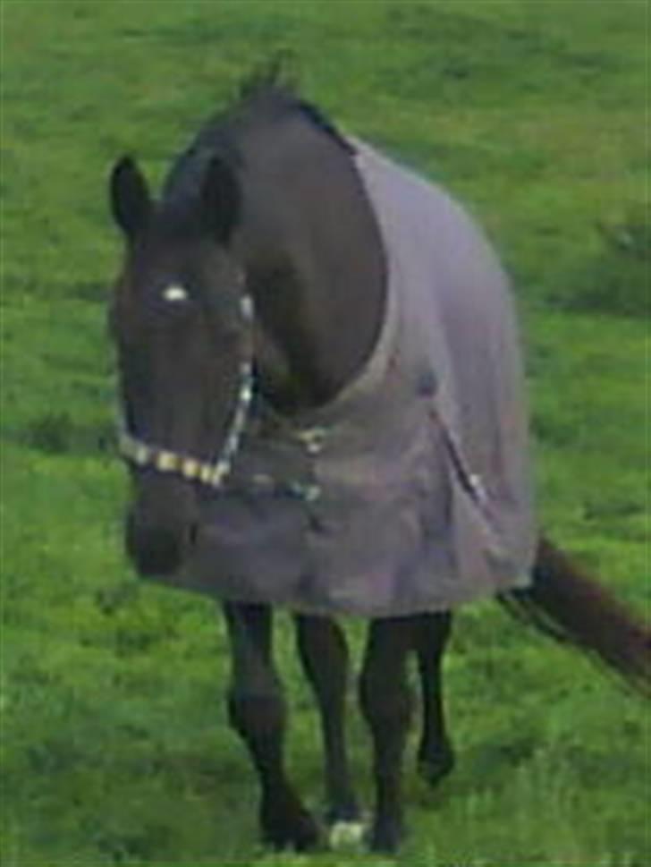 Dansk Varmblod Naia R.I.P   08-07-2010 - Miin skat <3 billede 5