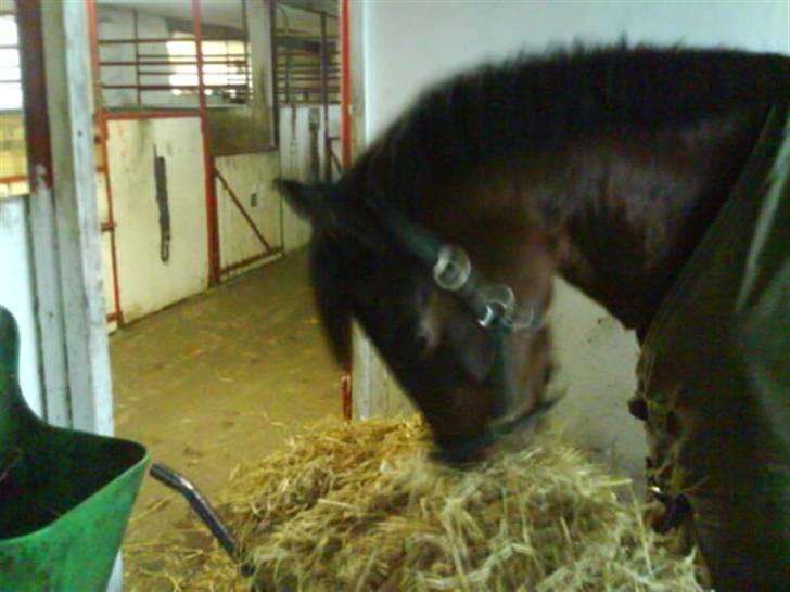 Anden særlig race Dücell - Lige kommet ind i boksen og har fået lidt halm. billede 12