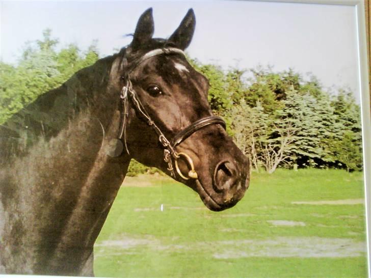 Dansk Varmblod Naia R.I.P   08-07-2010 - Naia <3 du betyder ALT for miig <3<3 billede 8