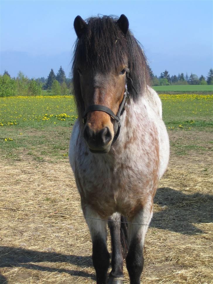 Islænder Lóa fra Alkenbjerggaard - velkommen til loa s profil billede 1