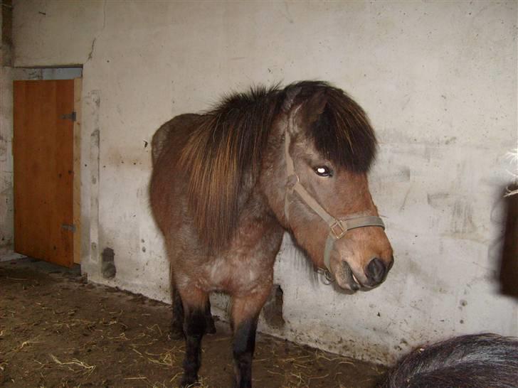 Islænder Lóa fra Alkenbjerggaard - mad billede 2