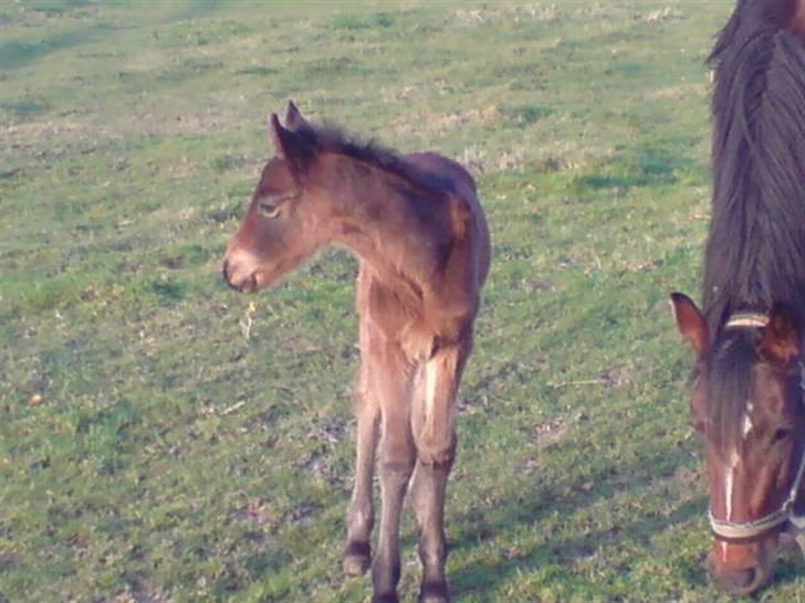 Anden særlig race Mokka Safir - Mokka´s første og eneste føl.. :) billede 14