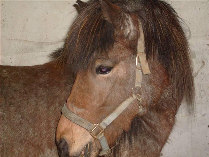 Islænder Lóa fra Alkenbjerggaard - jeg ved gåt at jeg er køn billede 3