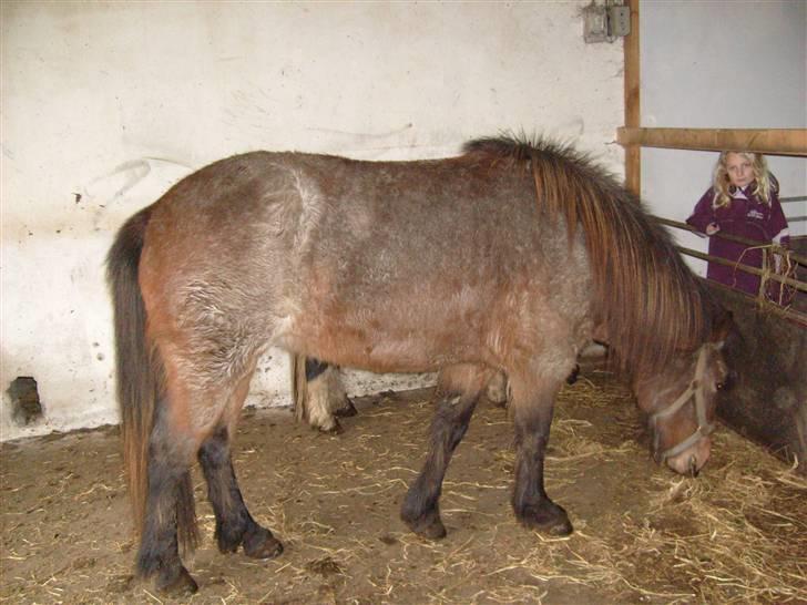 Islænder Lóa fra Alkenbjerggaard billede 4