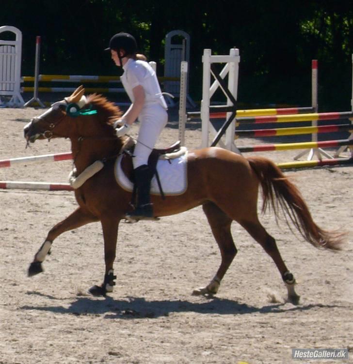 New Forest Telinas Thamara *SOLGT* - 4 plads i pakken :b billede 13