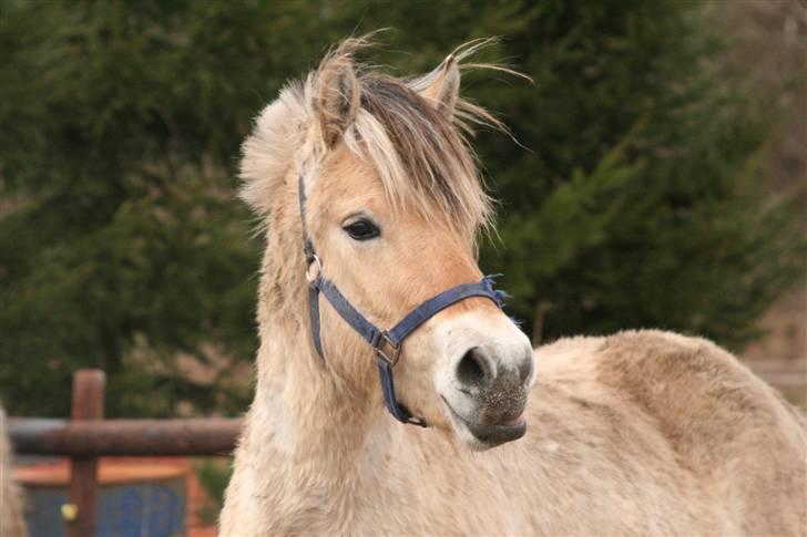 Fjordhest Mosegårdens Cluè  billede 1
