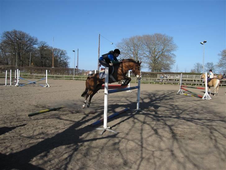 New Forest Telinas Thamara *SOLGT* - thami. springer 125 tirsdag den.21/4-09 super pony billede 15