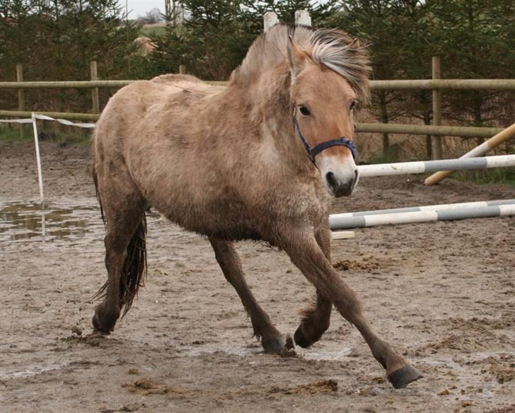 Fjordhest Mosegårdens Cluè  billede 3