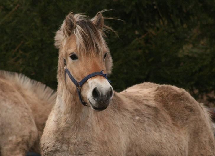 Fjordhest Mosegårdens Cluè  billede 4