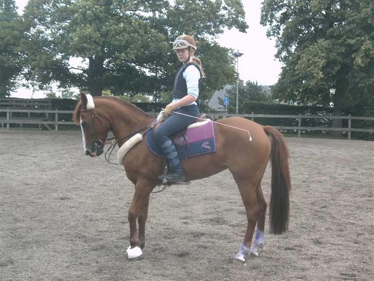 New Forest Telinas Thamara *SOLGT* - wiiiiwww billede 16