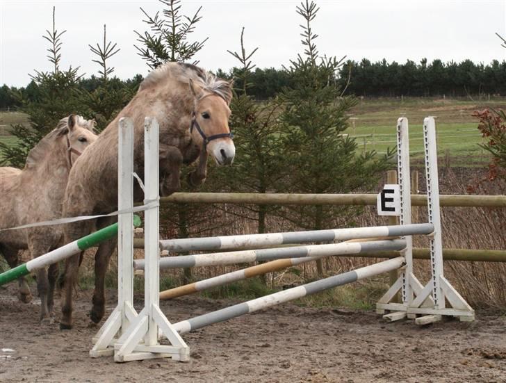 Fjordhest Mosegårdens Cluè  billede 5
