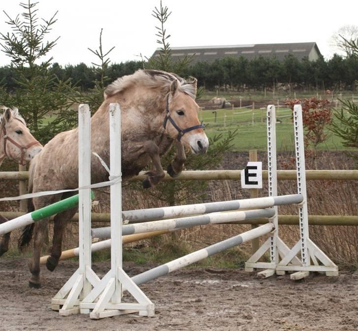 Fjordhest Mosegårdens Cluè  billede 6