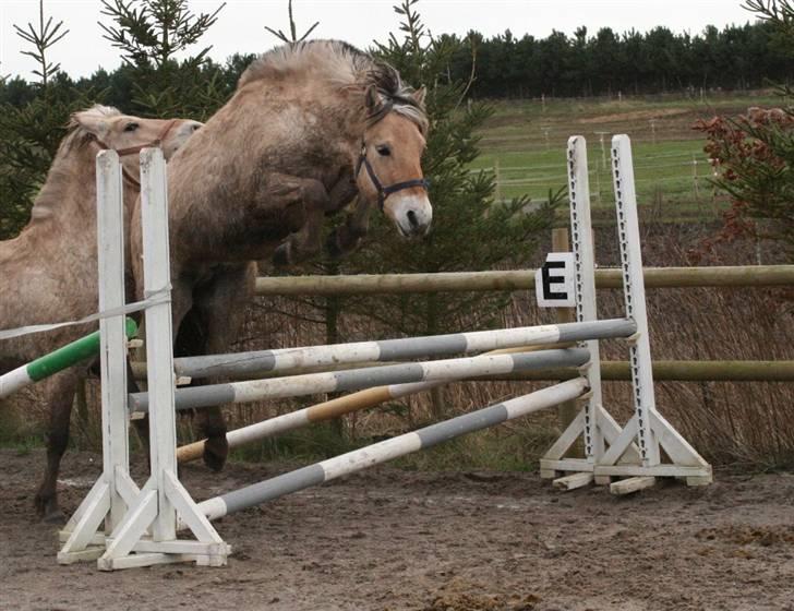 Fjordhest Mosegårdens Cluè  billede 7