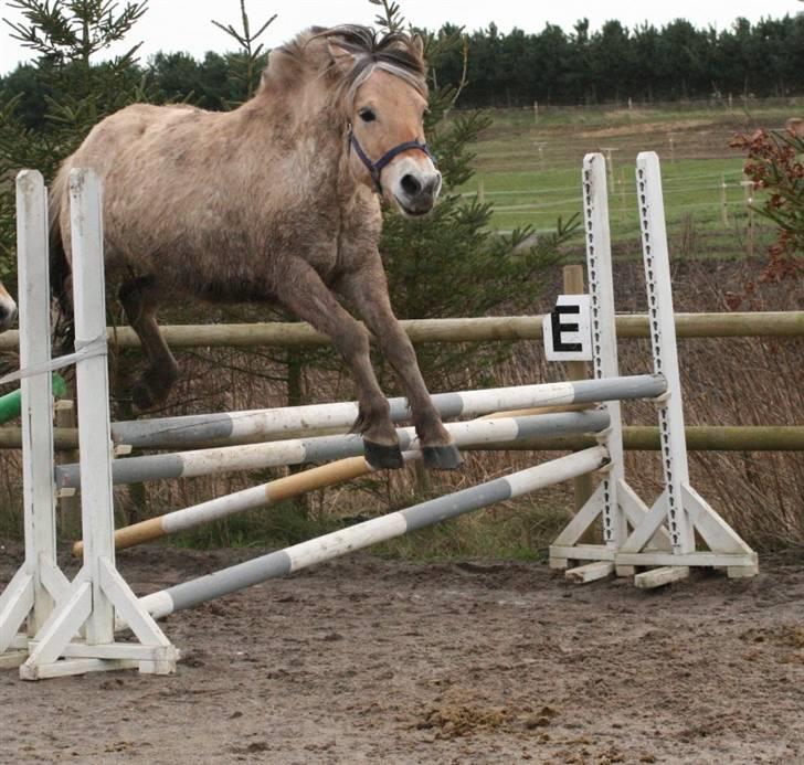 Fjordhest Mosegårdens Cluè  billede 8