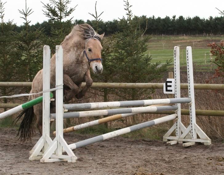 Fjordhest Mosegårdens Cluè  billede 9