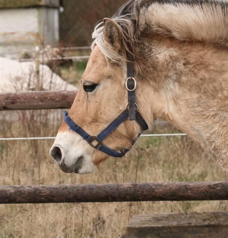 Fjordhest Mosegårdens Cluè  billede 10