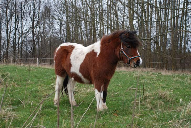 Shetlænder Anton - solgt - Smukke anton på fold :) billede 1
