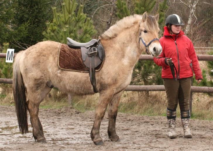 Fjordhest Mosegårdens Cluè  billede 11