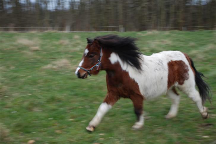 Shetlænder Anton - solgt - Fuld galop efter den nye hest Tivall billede 2
