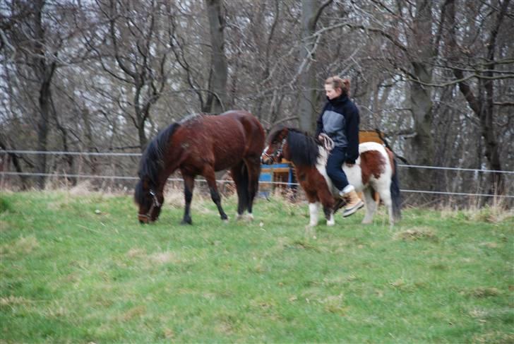 Shetlænder Anton - solgt - Første gang med rytter hos os  :) billede 3
