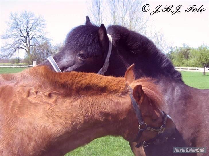 Anden særlig race *Wendy*   - Weendy skat ´ && Snoobs billede 20