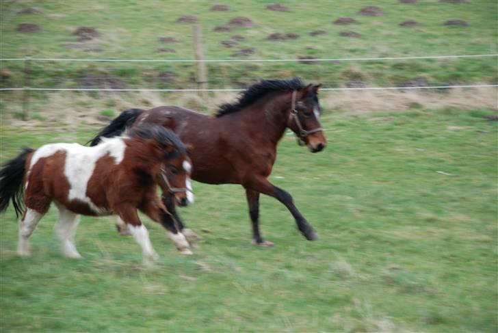 Shetlænder Anton - solgt - to nye venner  billede 4
