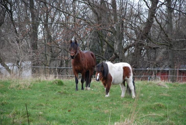 Shetlænder Anton - solgt - uuuh hvad er det ? billede 5
