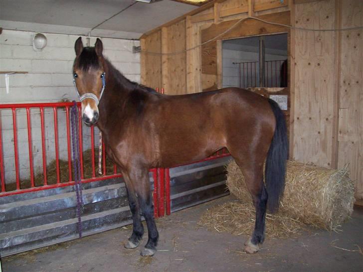 DSP Asprilla solgt billede 14