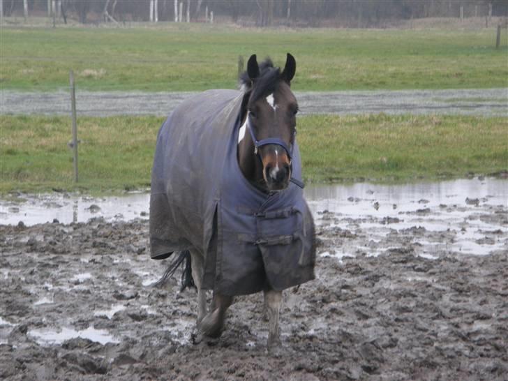 Anden særlig race Colour Perfect - Min "foldgris" :b billede 8