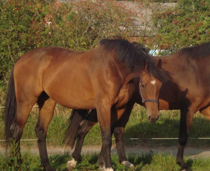 Dansk Varmblod Lavina - Solgt.. - Lavina, med Empire i baggrunden :) Jeg beklager kvaliteten på alle billederne.. -,- Får snart nyt kamera!! billede 1