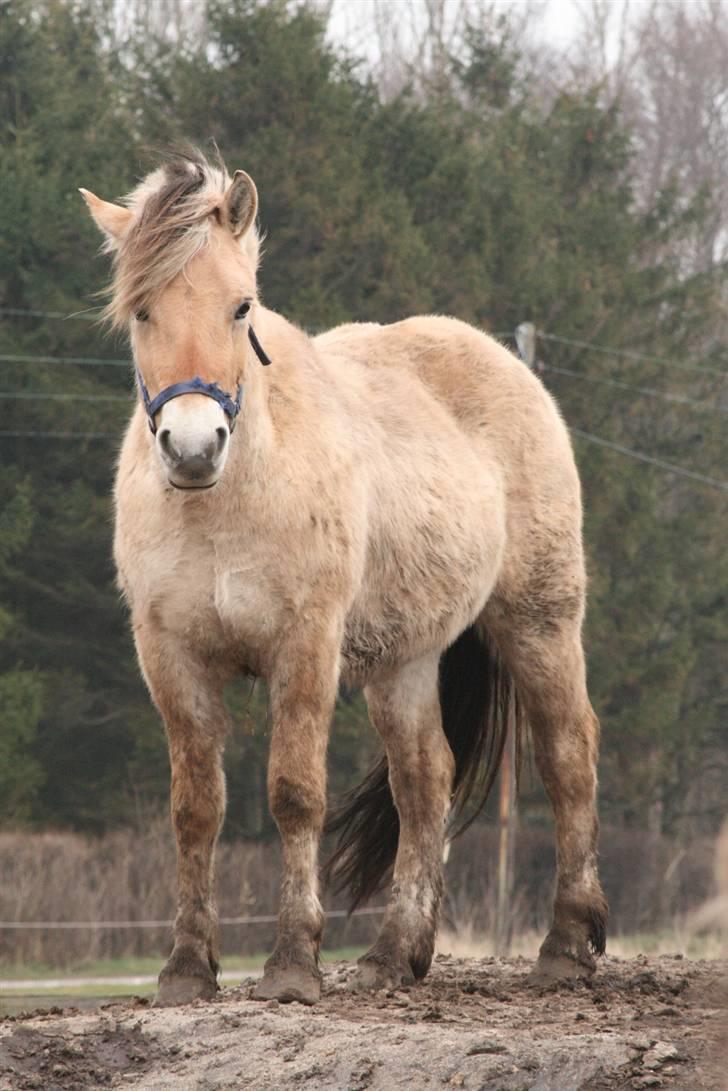 Fjordhest Mosegårdens Cluè  billede 12