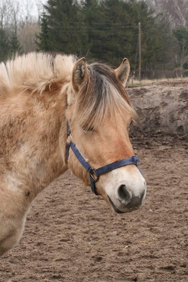 Fjordhest Mosegårdens Cluè  billede 13